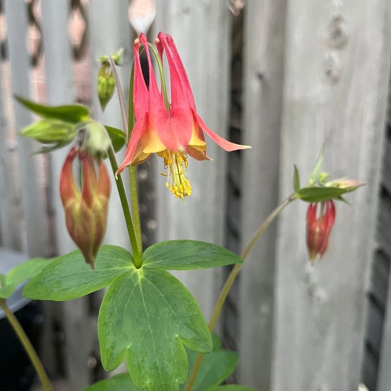 Eastern Red Columbine Wakes Up Early And Blooms By Mid-Spring