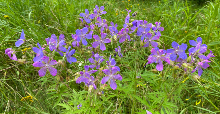 plant (featured image)