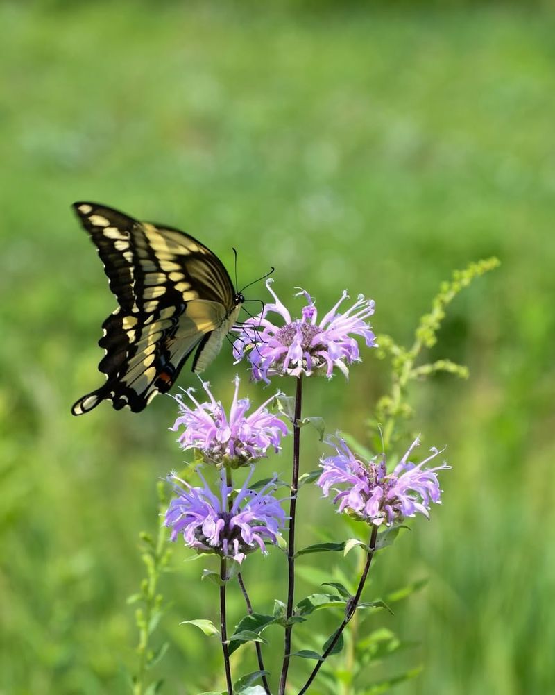 Butterflies Regularly Visit Bee Balm Throughout Summer