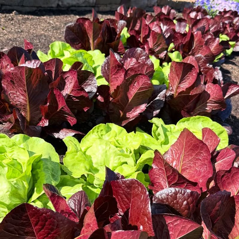 Red Romaine Lettuce (New Variety)