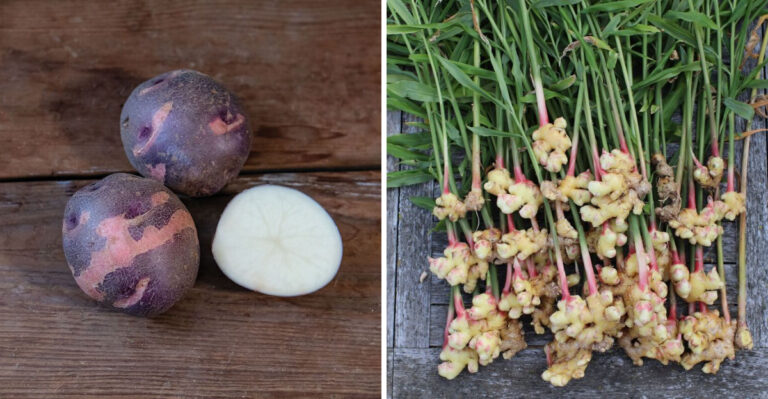 The New Crops North Carolina Gardeners Are Starting To Plant In March