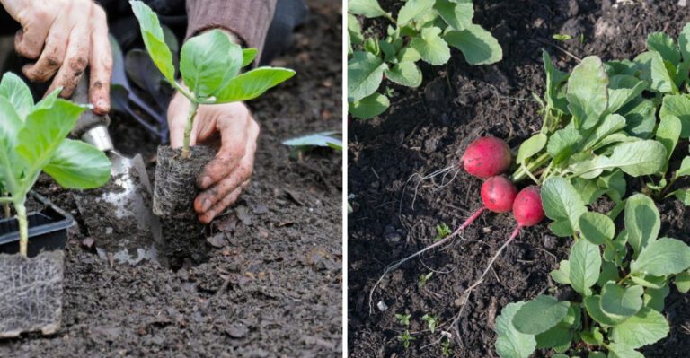 The North Carolina Planting Schedule That Shows What Goes In The Ground First