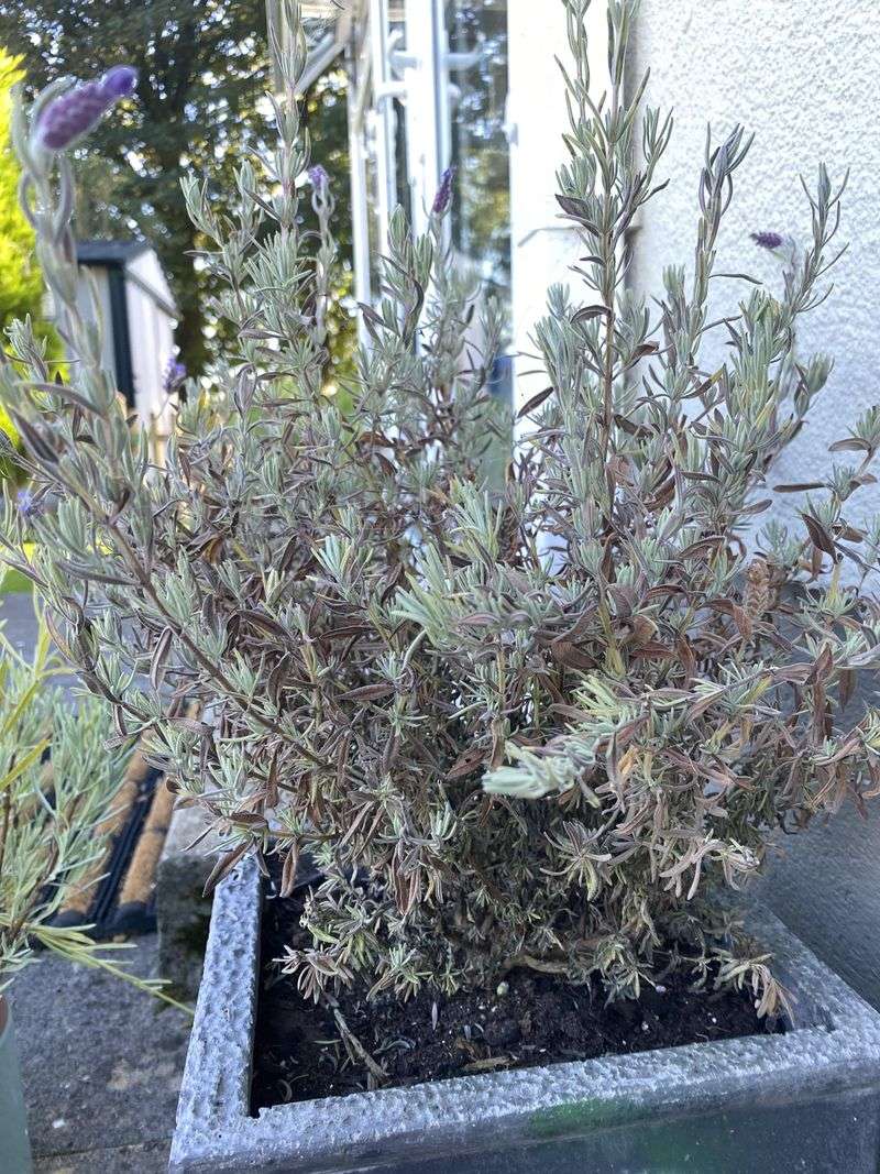 Why Overwatering Is So Dangerous For Lavender?