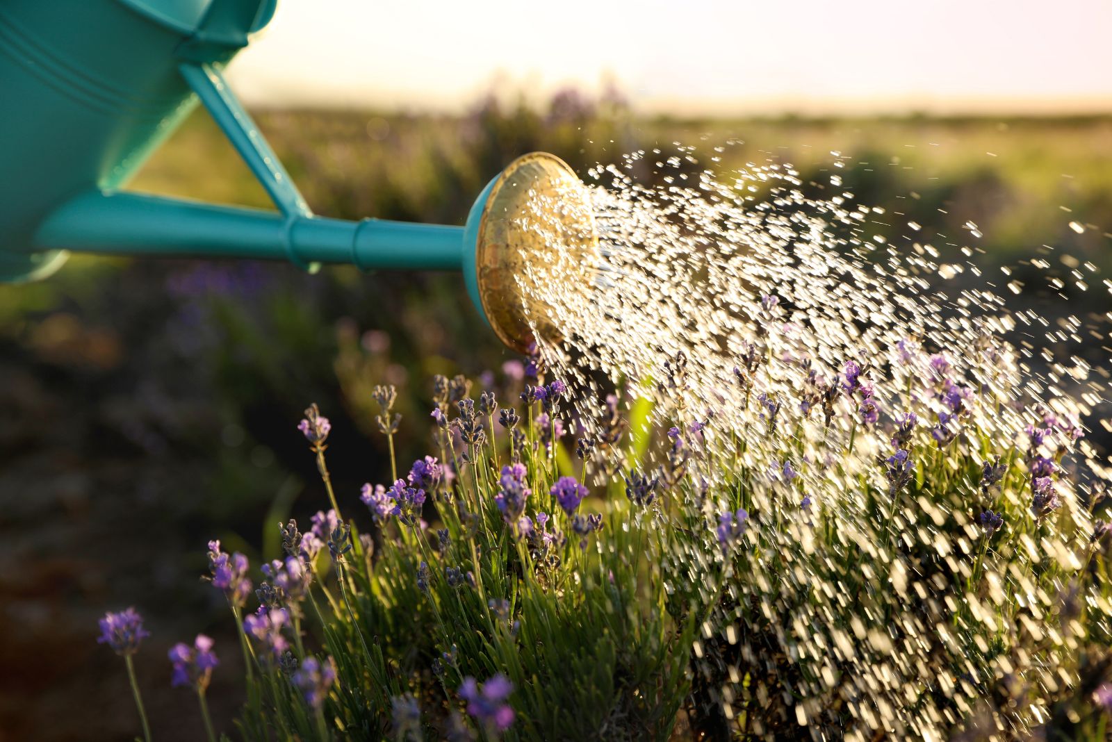watering lavender