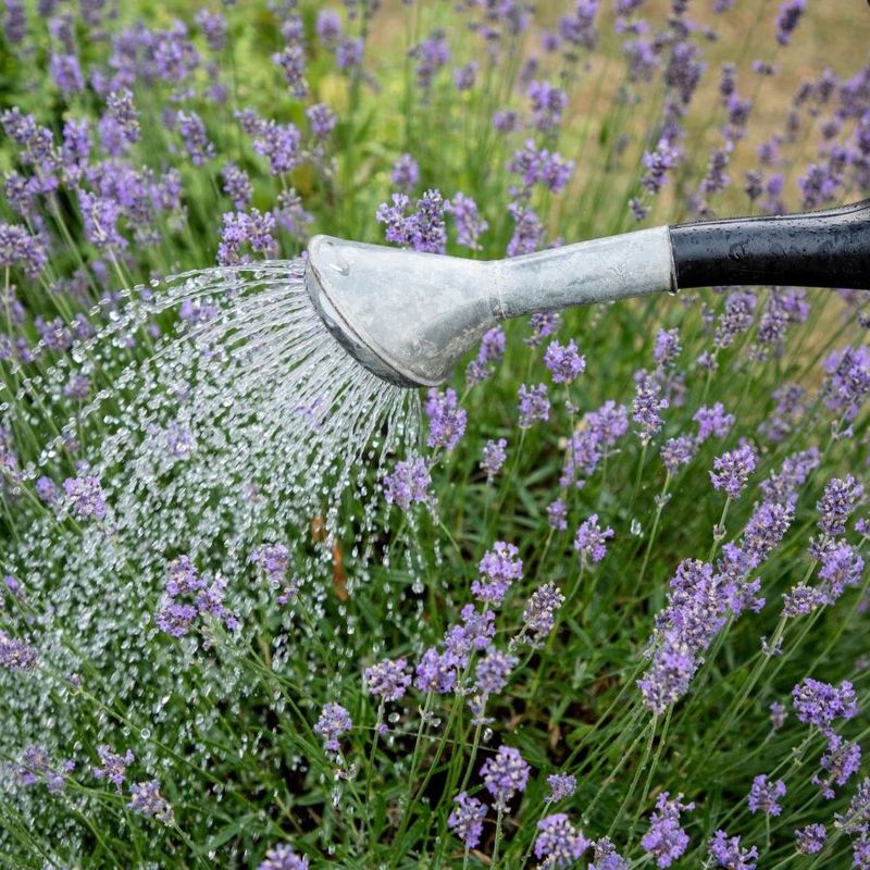 Too Much Water Is The Fastest Way To Stress Lavender In Texas