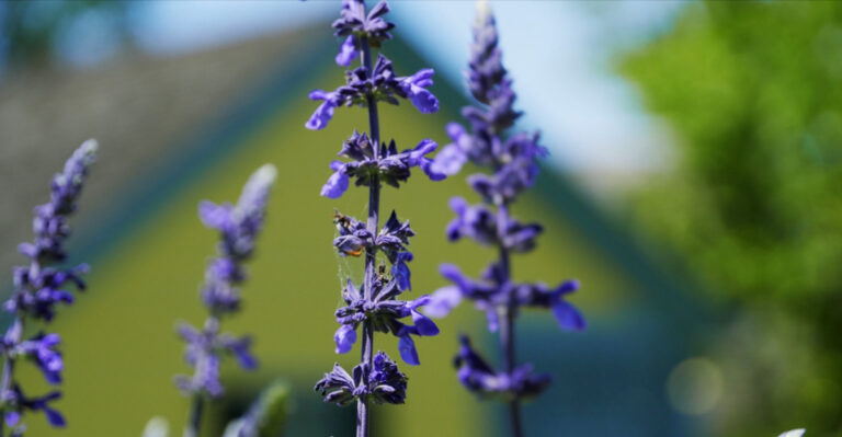 The One Big Mistake Texas Gardeners Make With Lavender In Spring