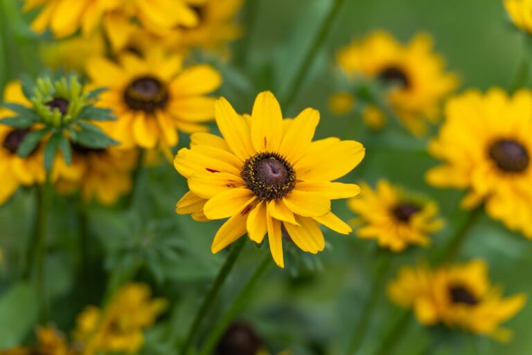 black eyed susan