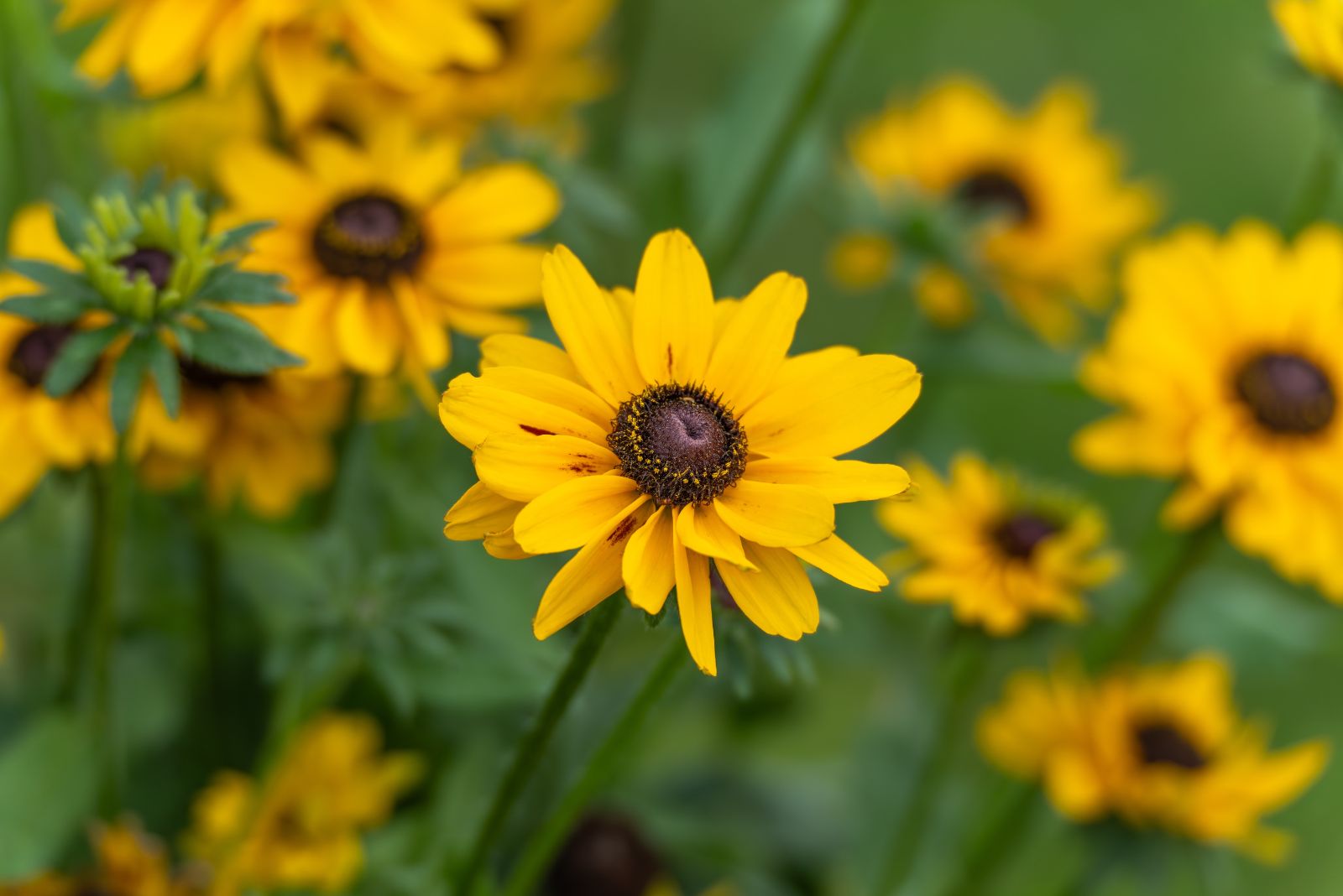 black eyed susan