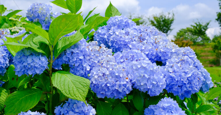 hydrangea