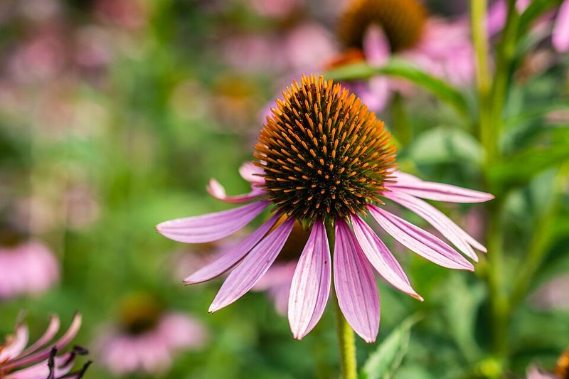 Why Eastern Purple Coneflower Fits Pennsylvania Gardens So Well