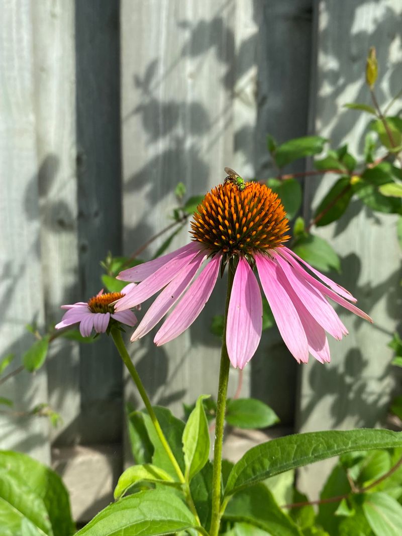 What To Expect From Its Growth And Spread Over Time
