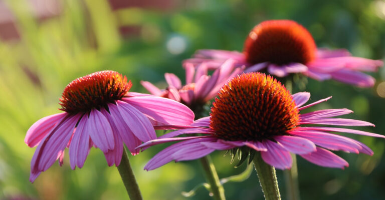 The One Native Flower Every Pennsylvania Garden Needs