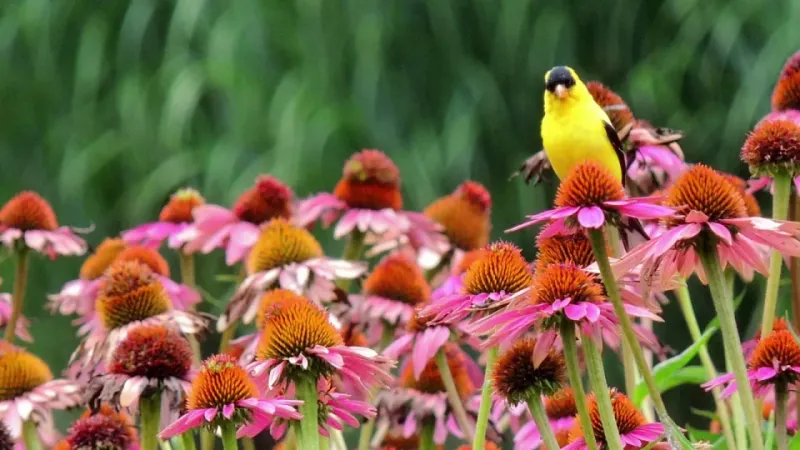 Why Birds Visit After The Flowers Fade
