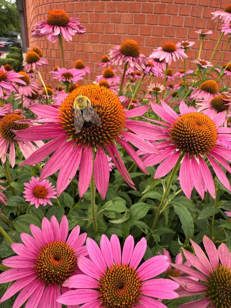 Why Purple Coneflower Is So Popular In Pennsylvania?