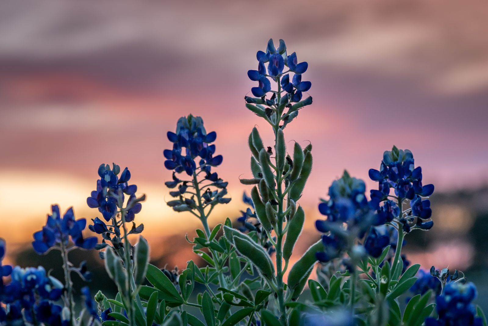 texas bluebonnet