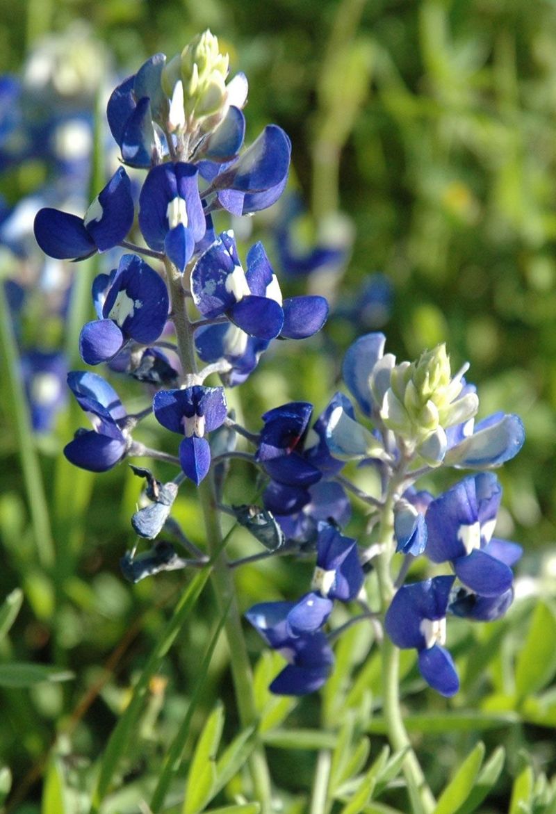 Bluebonnets Must Be Planted In Fall, Not Spring