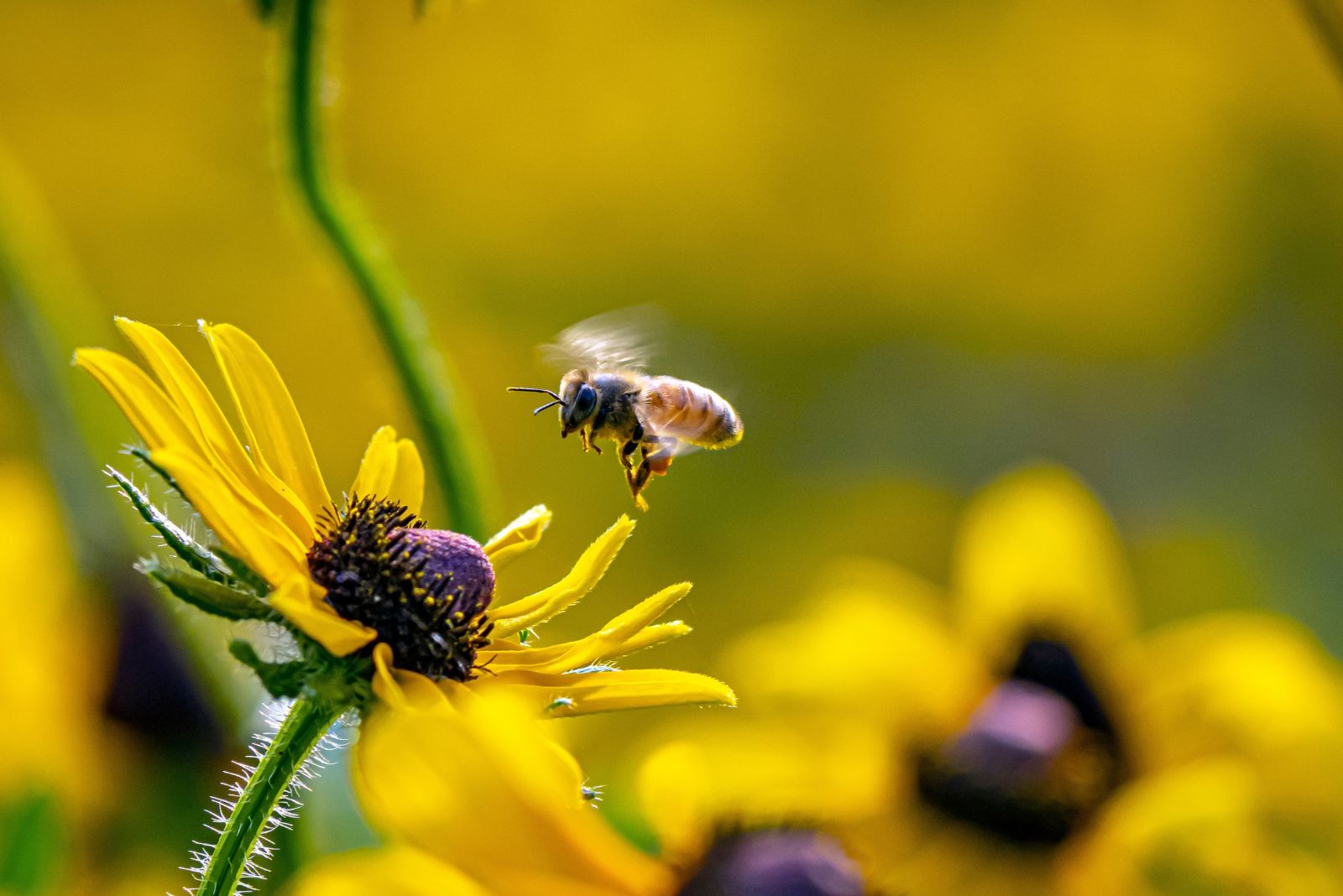bee on black eyed susan
