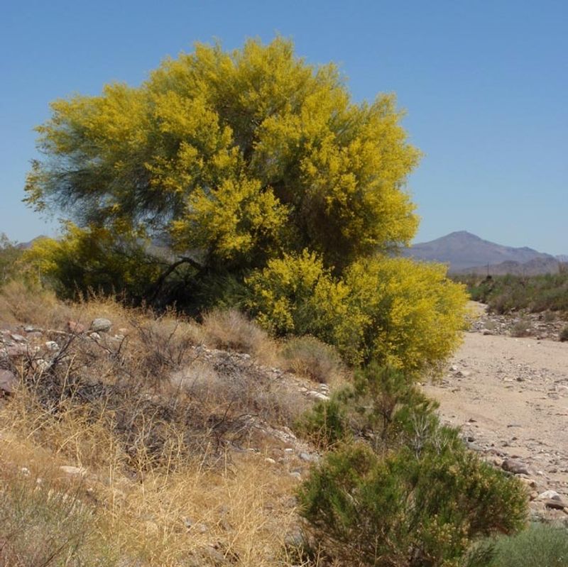 Palo Verde Is The Native Tree That Defines Arizona Landscapes