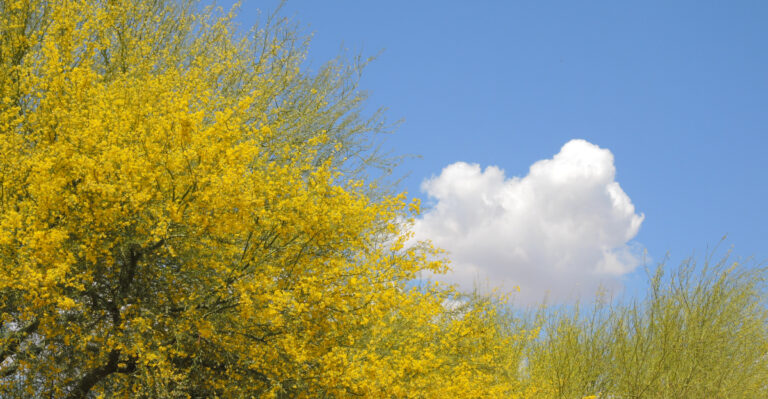 tree (featured image)