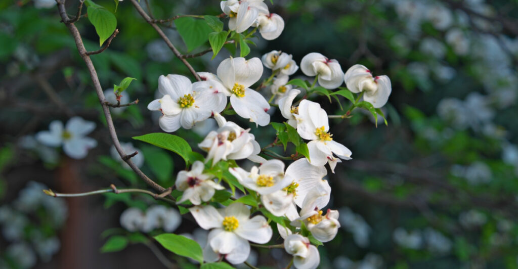 One Native Tree The One Native Tree Every Georgia Garden Should Have - Positivebloom