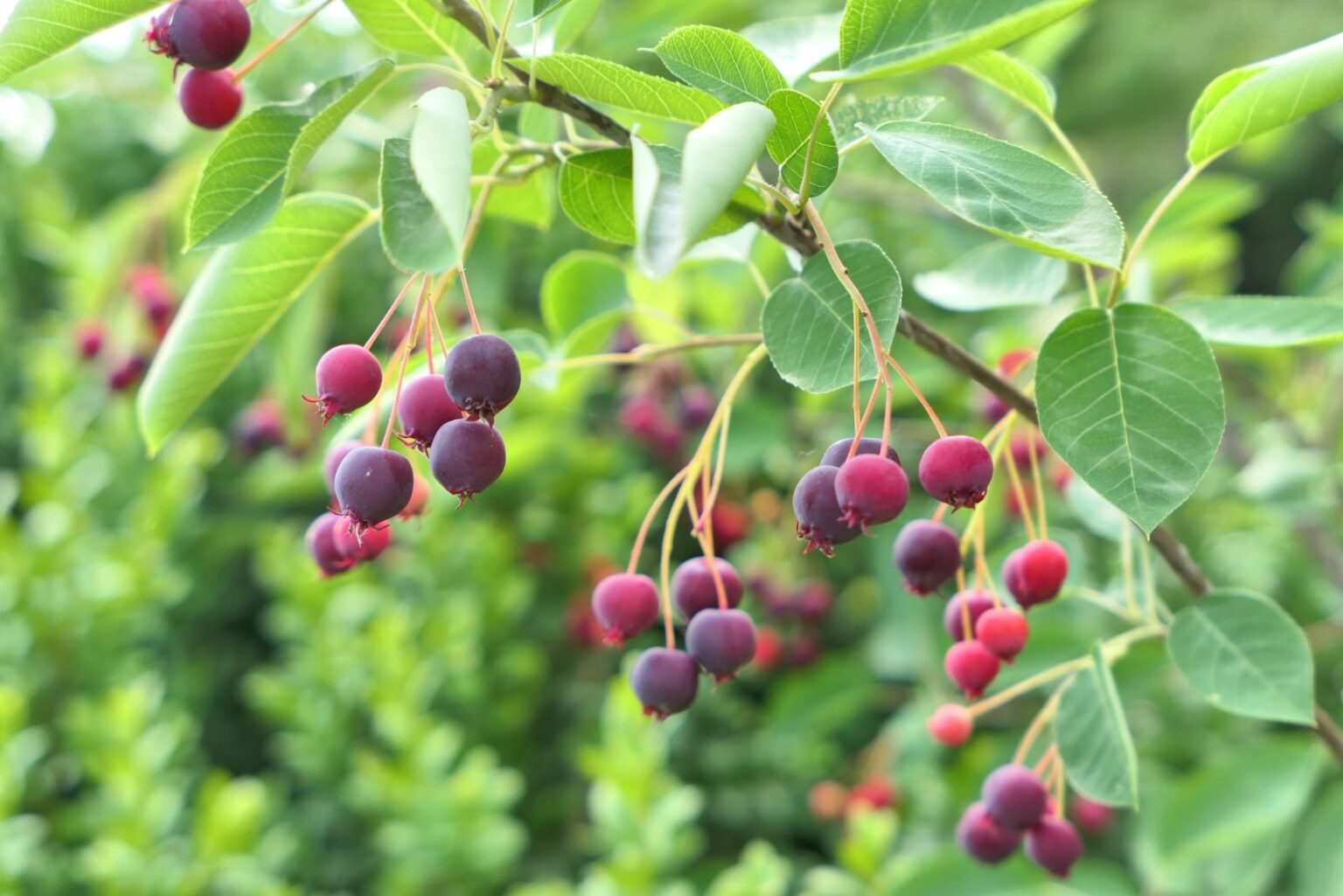 One Native Tree The One Native Tree Every Pennsylvania Garden Should Have