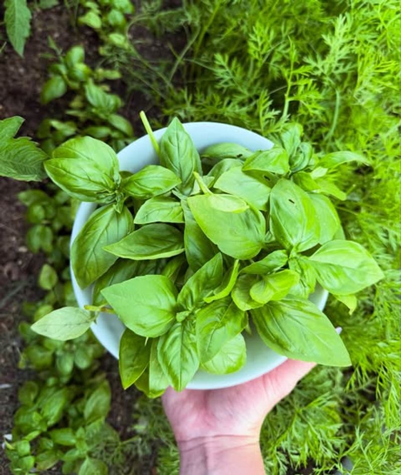 Basil And Pennsylvania Frost Do Not Get Along