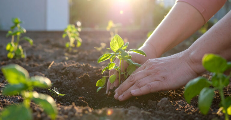 The One Plant Pennsylvania Gardeners Always Plant Too Early