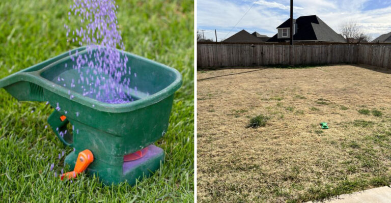 The One Spring Lawn Mistake That Creates Weeds All Summer In Florida