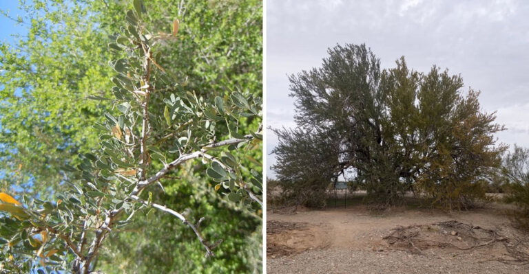 The One Tree That Truly Thrives In Arizona Heat