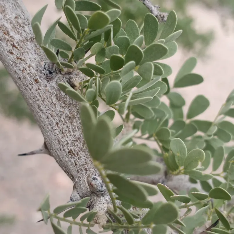 Desert Ironwood Thrives In Extreme Heat Better Than Most Trees