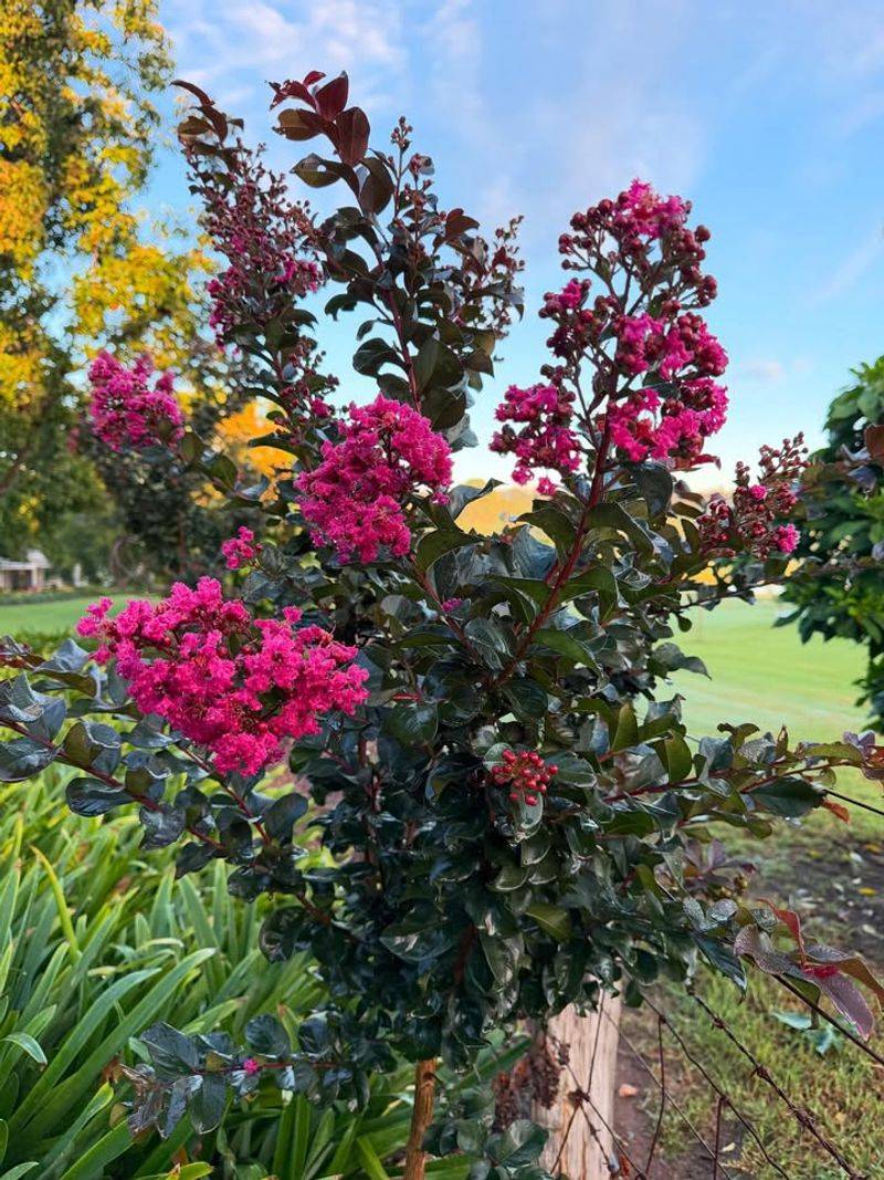 Crape Myrtle Handles Extreme Heat Better Than Most Trees