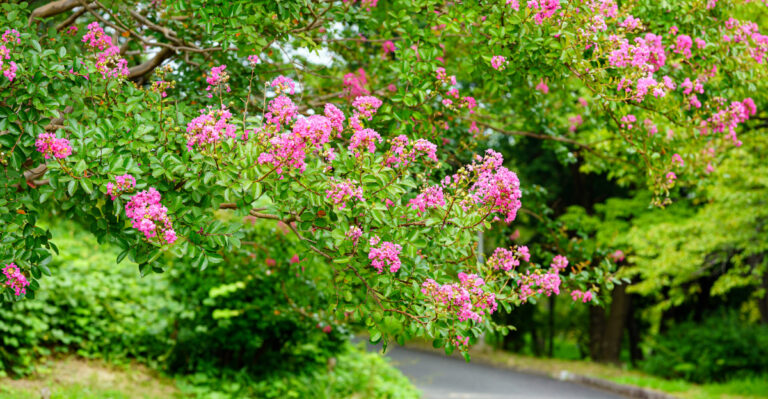 tree (featured image)