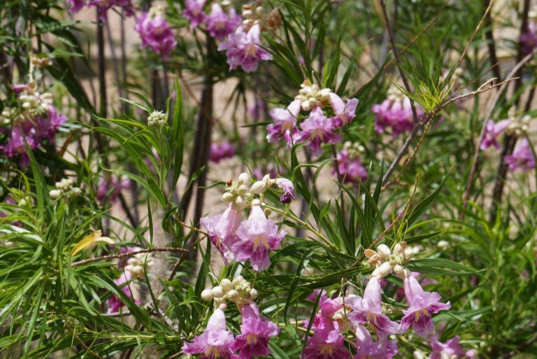 desert willow
