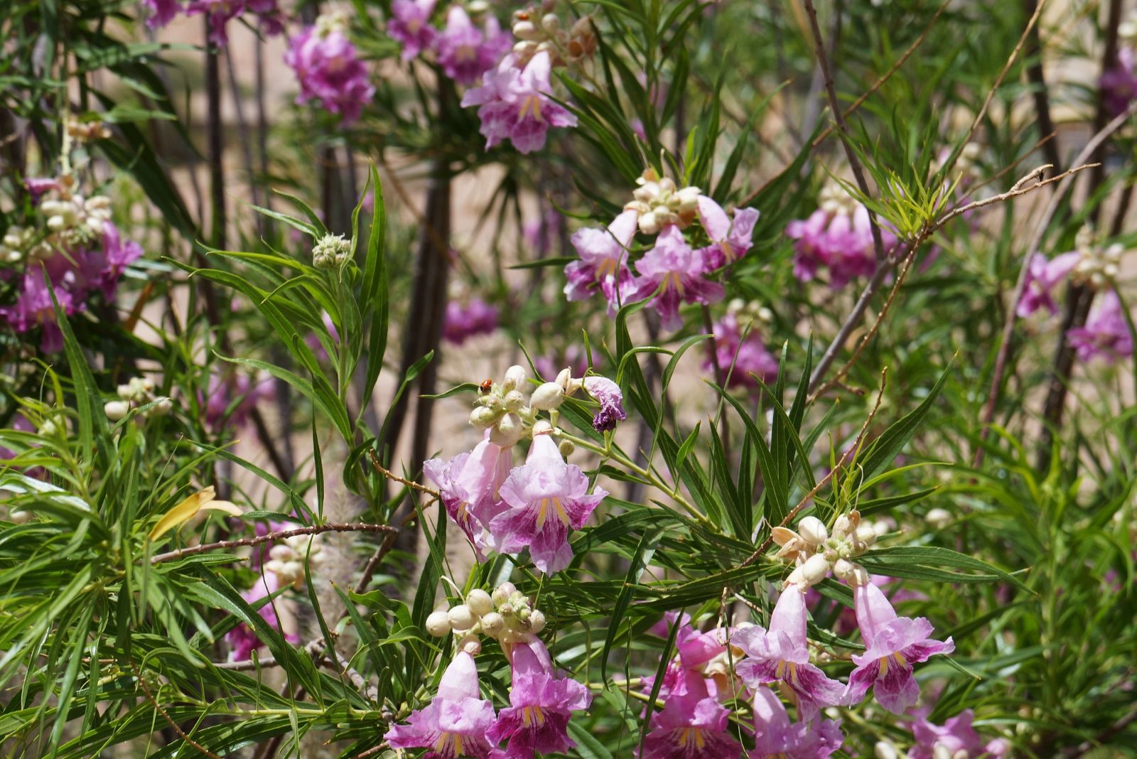 desert willow
