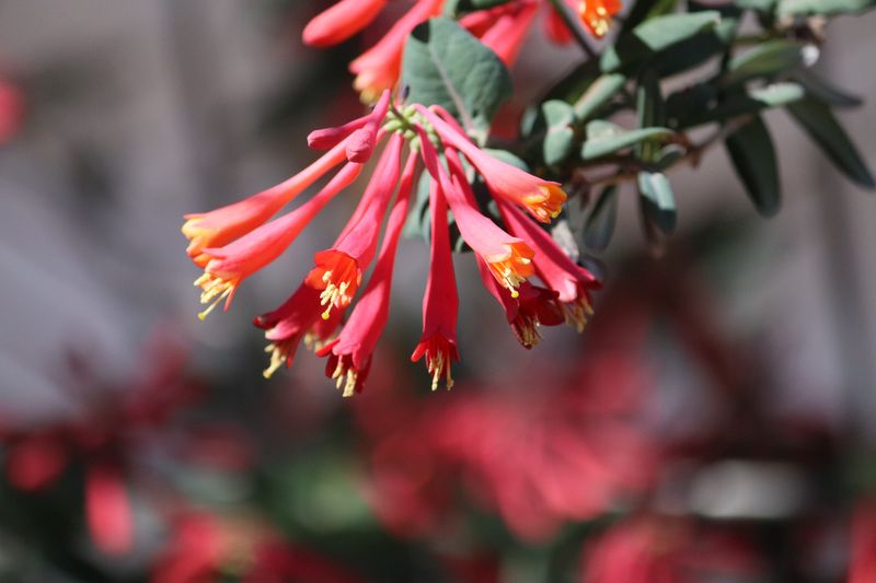 Coral Honeysuckle Makes A Big First Impression