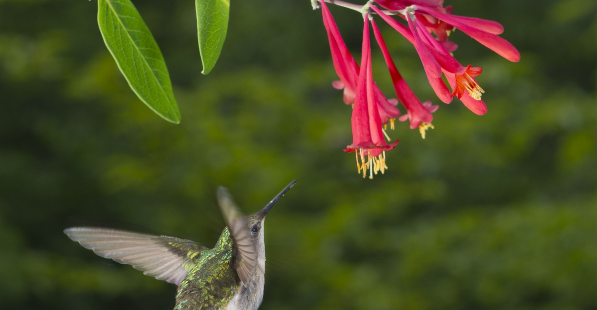 hummingbird feeding on a coral honeysuckle
