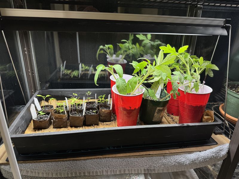 Start Seeds Indoors (January–February)