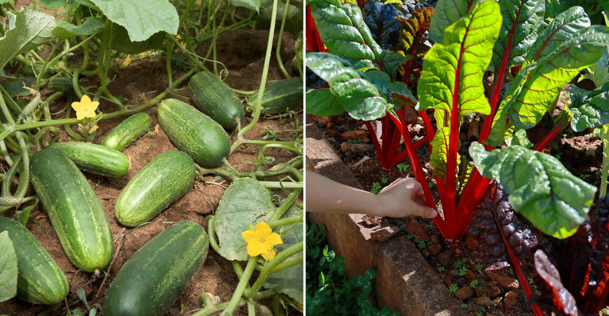 cucumber and chard