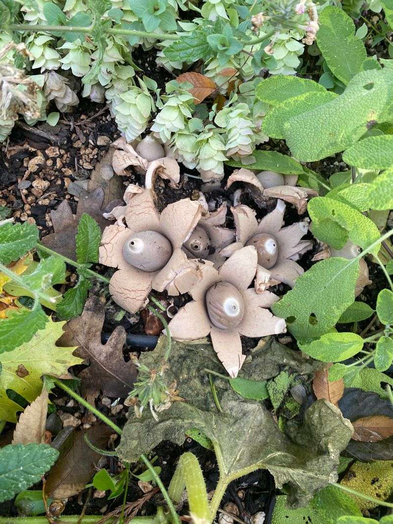 Oregon Forest Floors Provide Ideal Growing Conditions