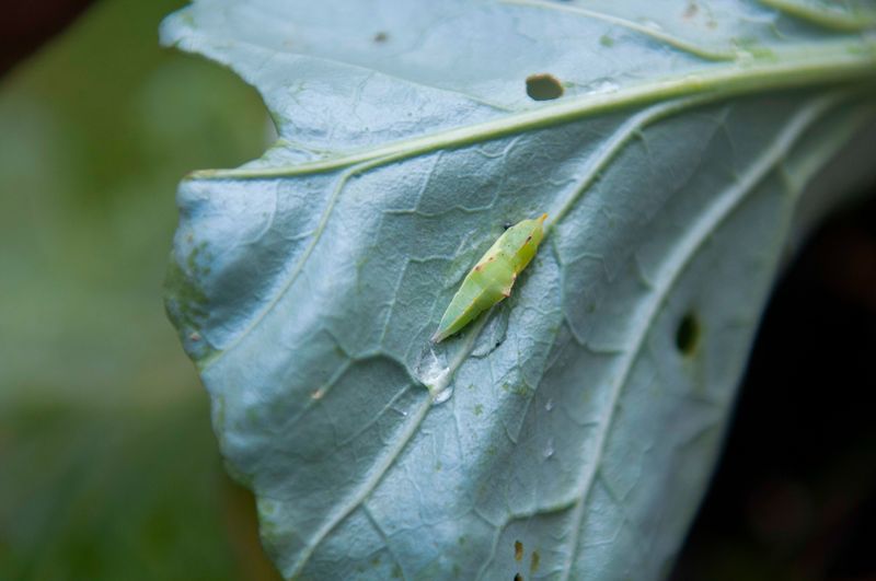 The Caterpillars Blend In With Leaves