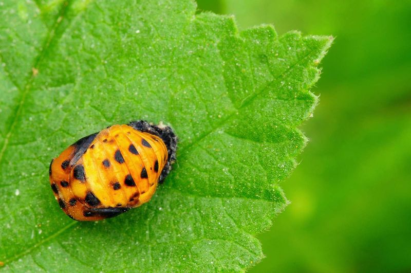 Ladybug Larvae Are Even Better Pest Hunters Than Adults