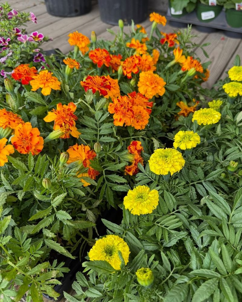 Why Marigolds Became A Staple In Ohio Home Gardens