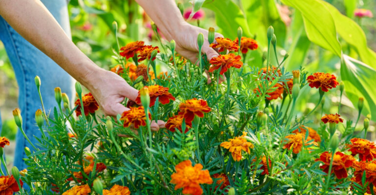 The Plant Ohio Grandmothers Swore Kept Pests Away