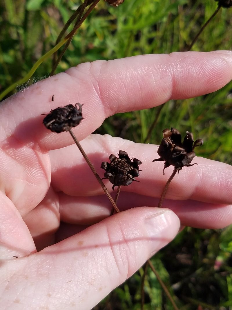Seed Heads Support Local Birds
