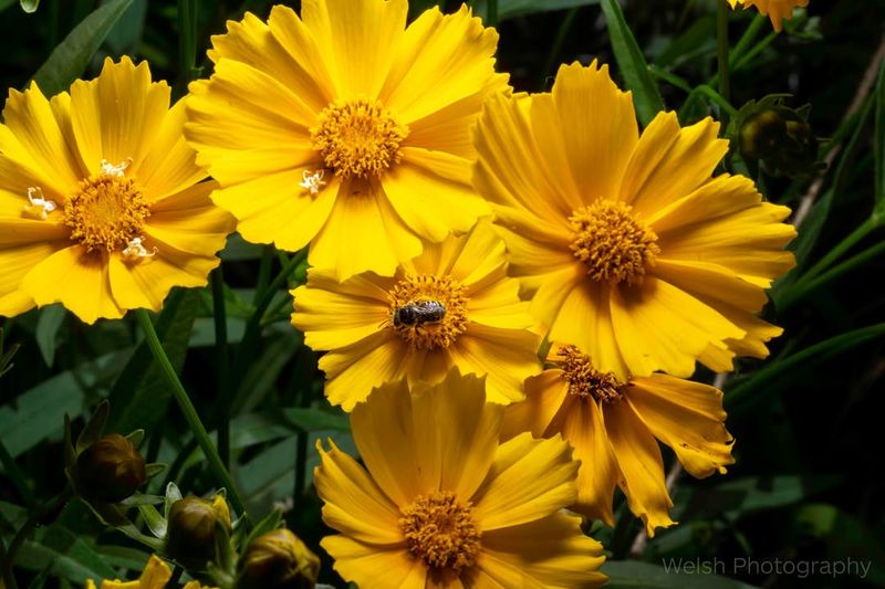 Pollinators Visit The Flowers Frequently