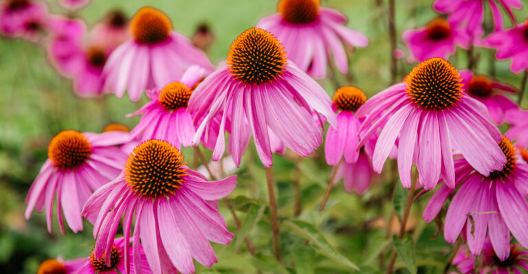 coneflowers (featured image)