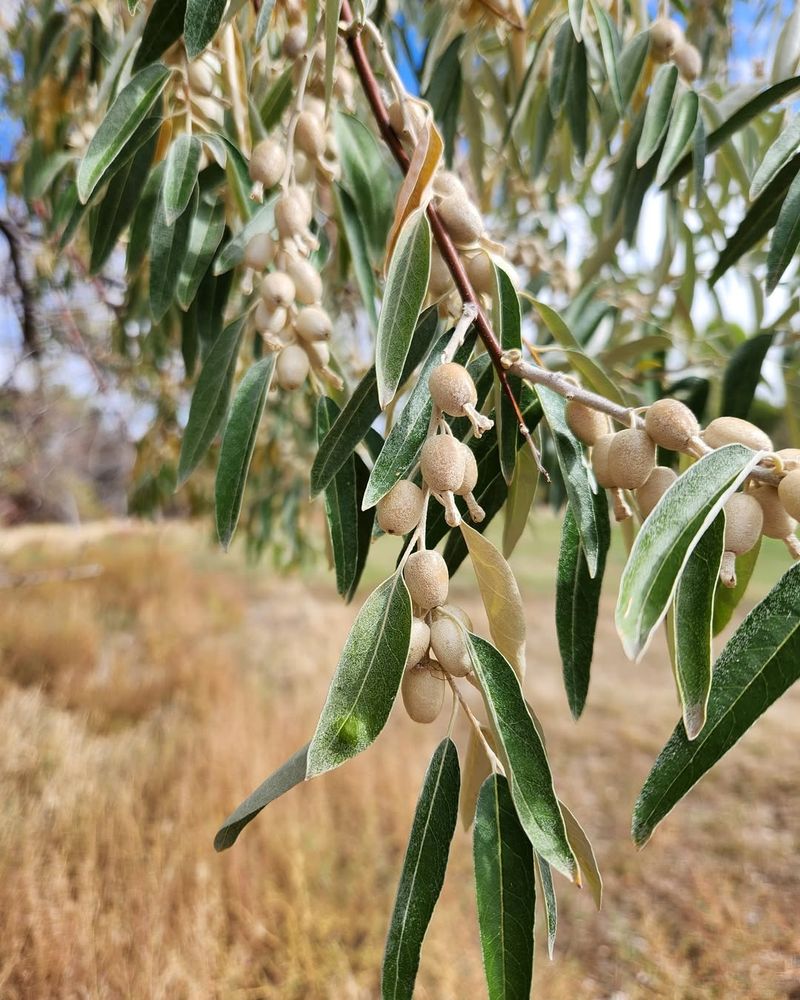 Russian Olive With Its Silvery, Sneaky Leaves