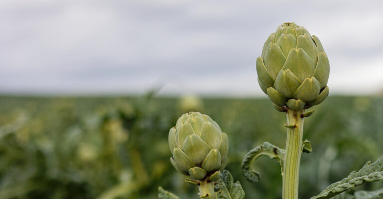 The Plants Oregon Gardeners Think Are Easy But Usually Aren’t