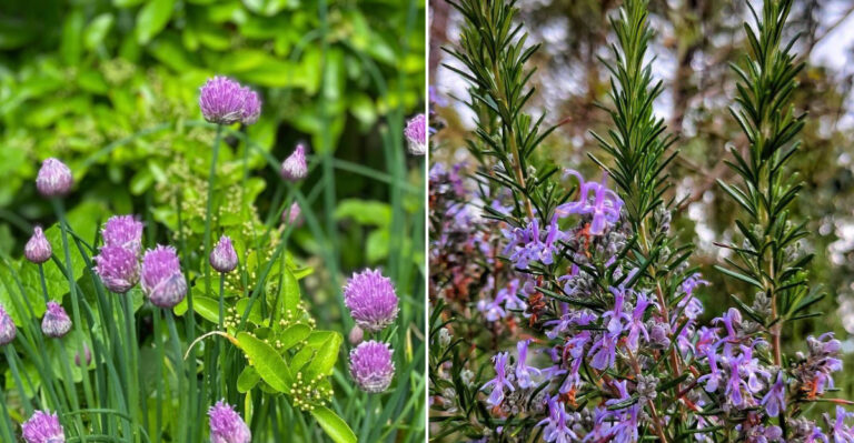 The Plants That Help Keep Ants Away From California Garden Beds