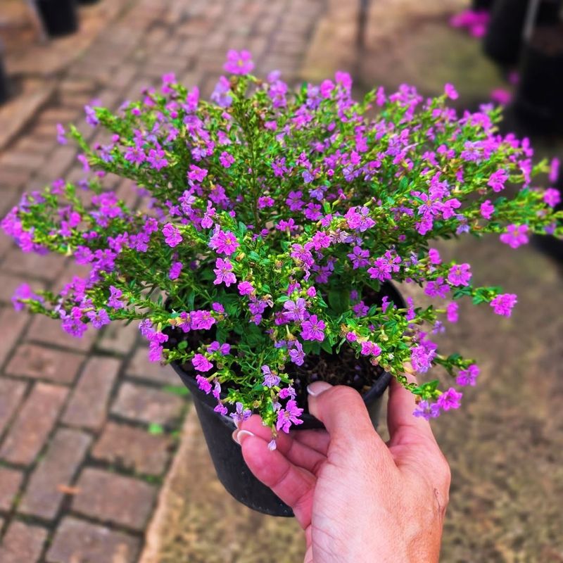 How To Use Mexican Heather In Your Garden Design